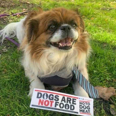 Sticker – Dogs Are Not Food